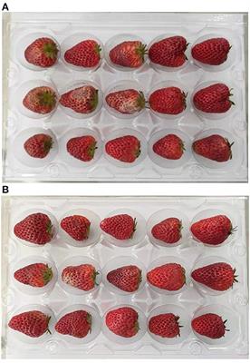 Transcriptomic and physiological analysis reveals the possible mechanism of ultrasound inhibiting strawberry (Fragaria × ananassa Duch.) postharvest softening